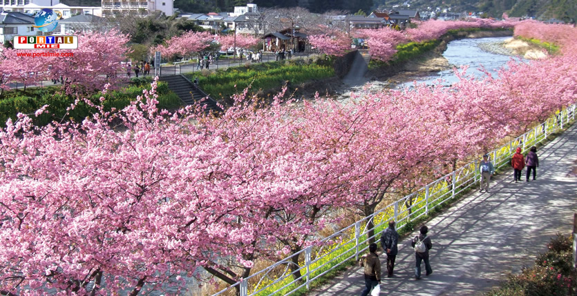 &nbspA beleza do sakura já toma conta de cidade em Shizuoka
