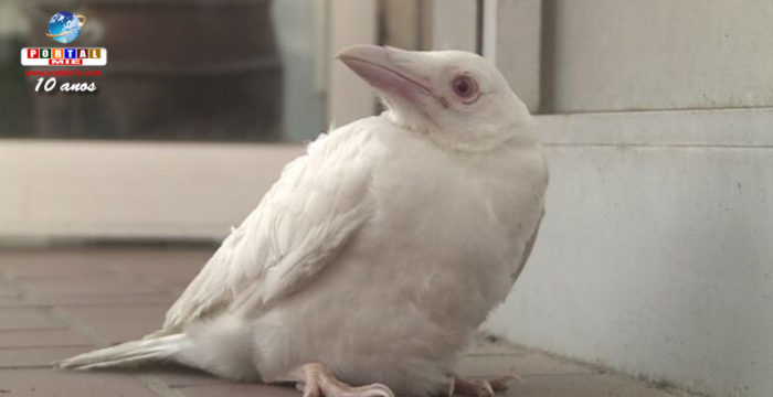 &nbspCorvo (Karasu) albino é capturado em Quioto