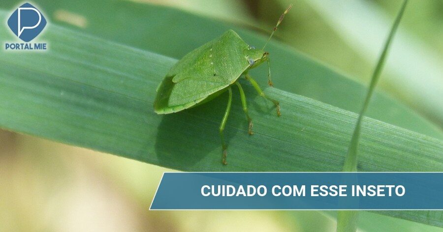 Insetos Maria Fedida Em Excesso Este Ano Cuidado Com Roupas No Varal Portal Mie